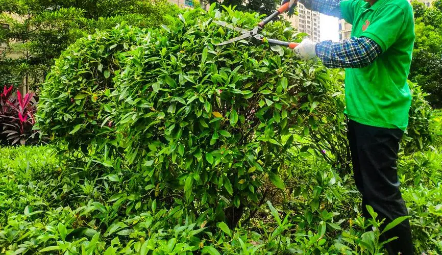 “园林管理待改进：城市绿地治理水平亟需提高”