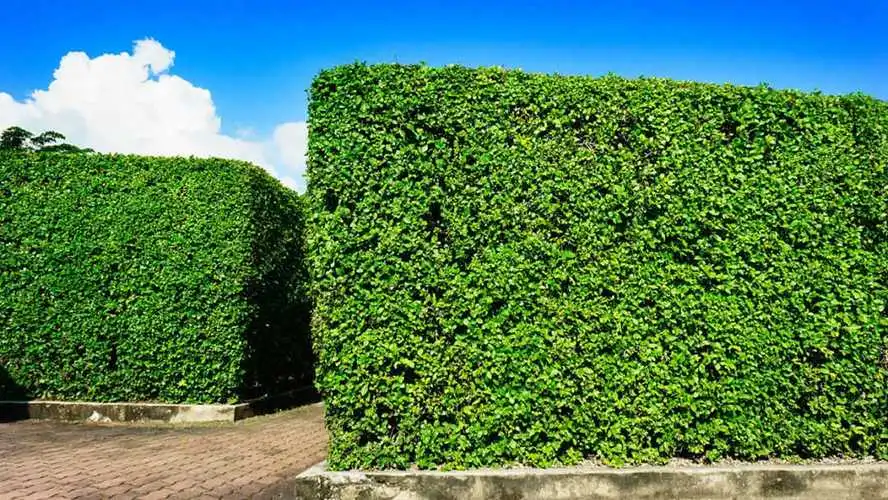 城市绿化工程效果与生态环境改善分析.docx