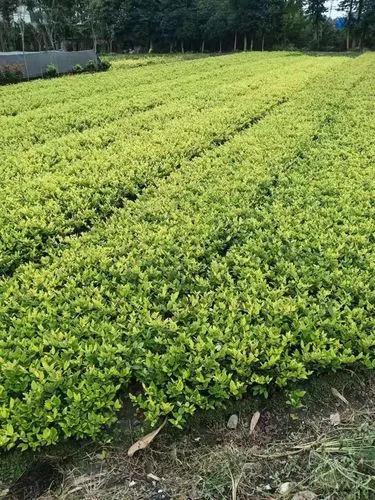 浙江园林绿化工程运营